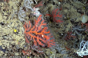 Living red coral at 1010 m depth
