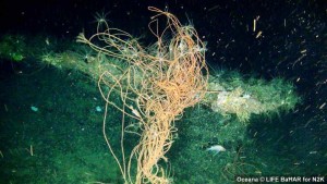 Rope from a dolphinfish aggregation device entangled on deep water reef